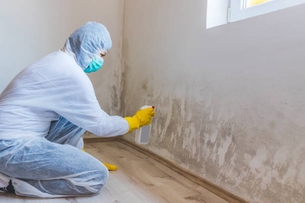 Licensed Basement Mold Remediation service in Columbus, TX - WQB Mold Removal
