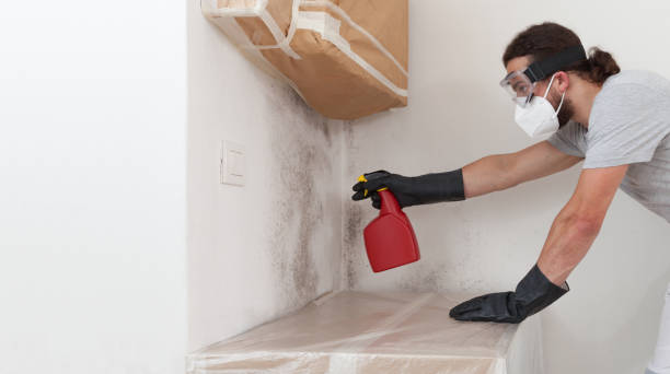 Professional Basement Mold Remediation technician working in Columbus, TX